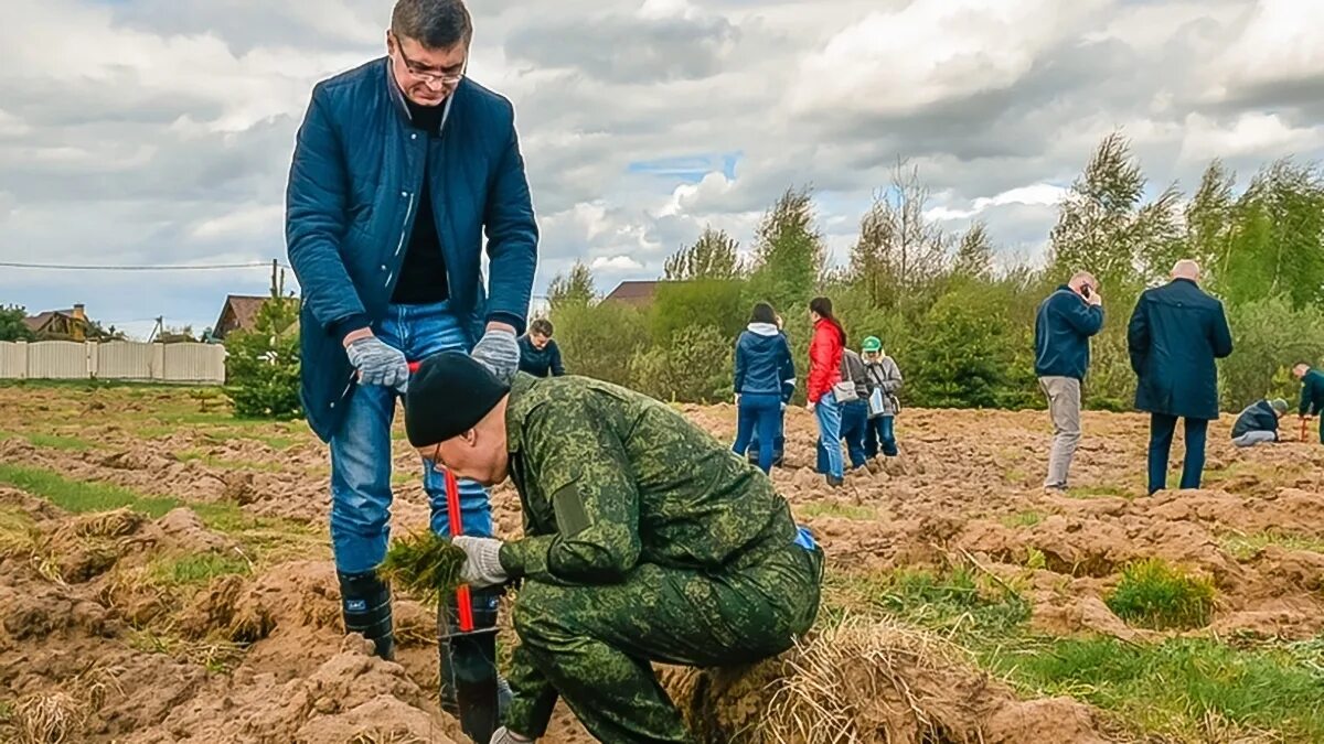 Насколько посадили. Высадка деревьев в лесу. Посадка деревьев на вырубленных. В лесах вместо срубленных деревьев высаживают новые..