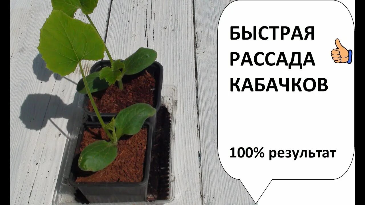 Вытянулась рассада кабачков что делать как сажать. Рассада кабачков. рассада кабачков выращивание. рассада кабачок микс (6 шт). высадка рассады кабачков в открытый грунт.