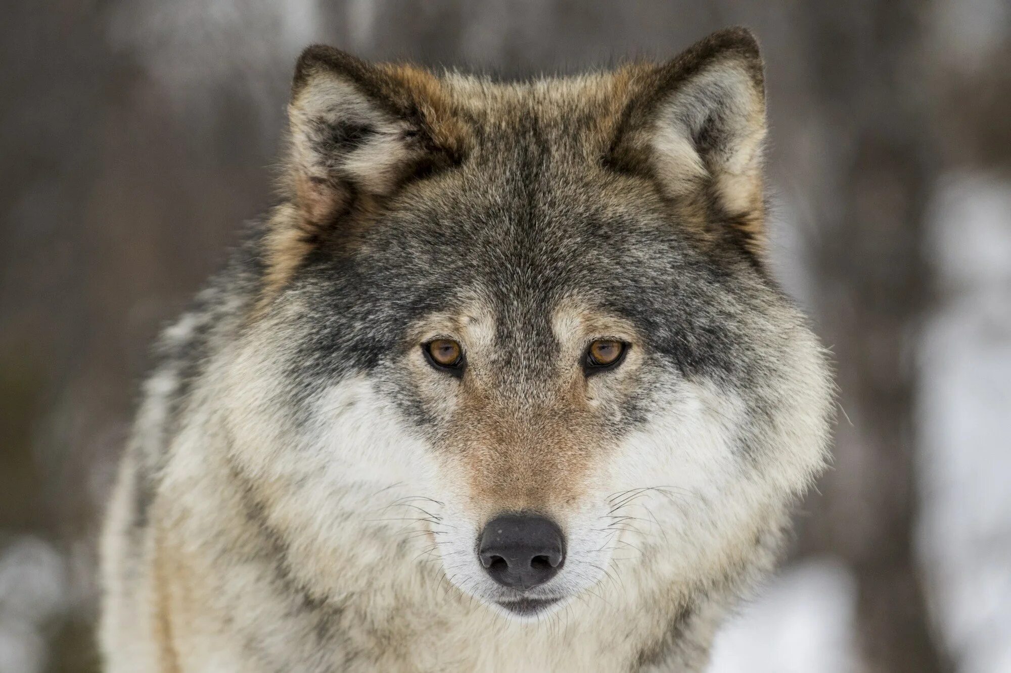 Родина дружелюбного волка. Норвежский волк. Норвегия волки. Норвежка с волками. Волк латинская Америка.