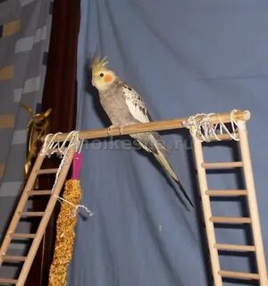 Жердочки для кореллы