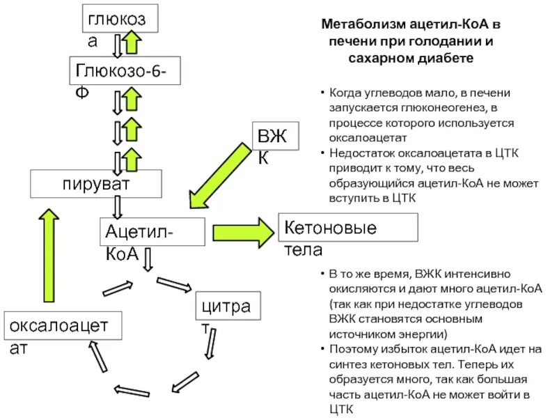 Синтез глюкозы в организме. Биохимические процессы образования ацетил КОА. Кетоновые тела общая схема. Кетоновые тела из ацетил КОА. Ацетил КОА В печени.