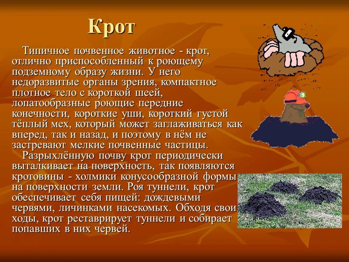 Обитатели почвы. Доклад на тему Крот. Сообщение про почвенных животных. Доклад про крота.
