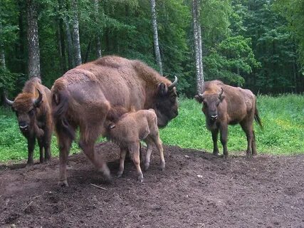 Зубр обитание