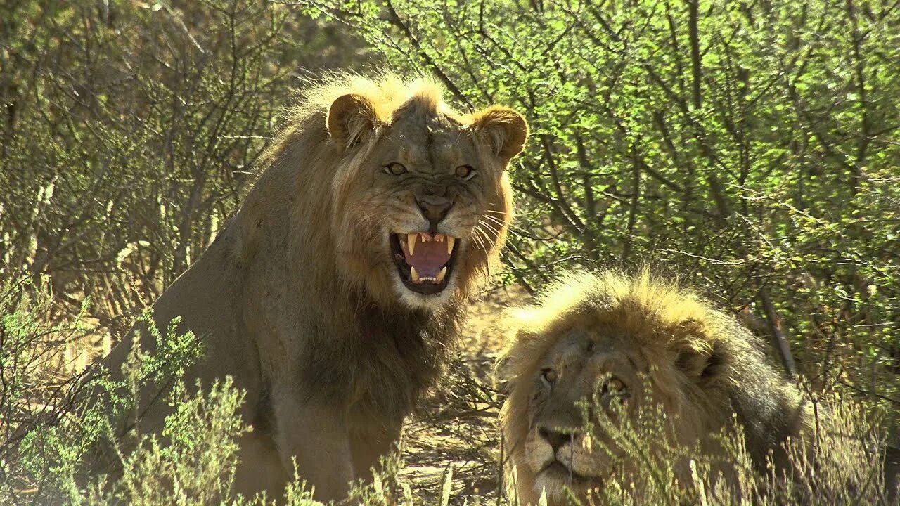 Ютуб дикий животный. Сафари бой. Сафари в джунгли шапка. Кения сафари львы.