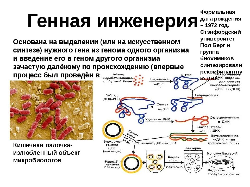 Генная и клеточная инженерия таблица 10 класс. Генная и клеточная инженерия 10 класс биология. Генная инженерия это в биологии. Генетическая инженерия бактерий. Синтез белка в бактериальной клетке