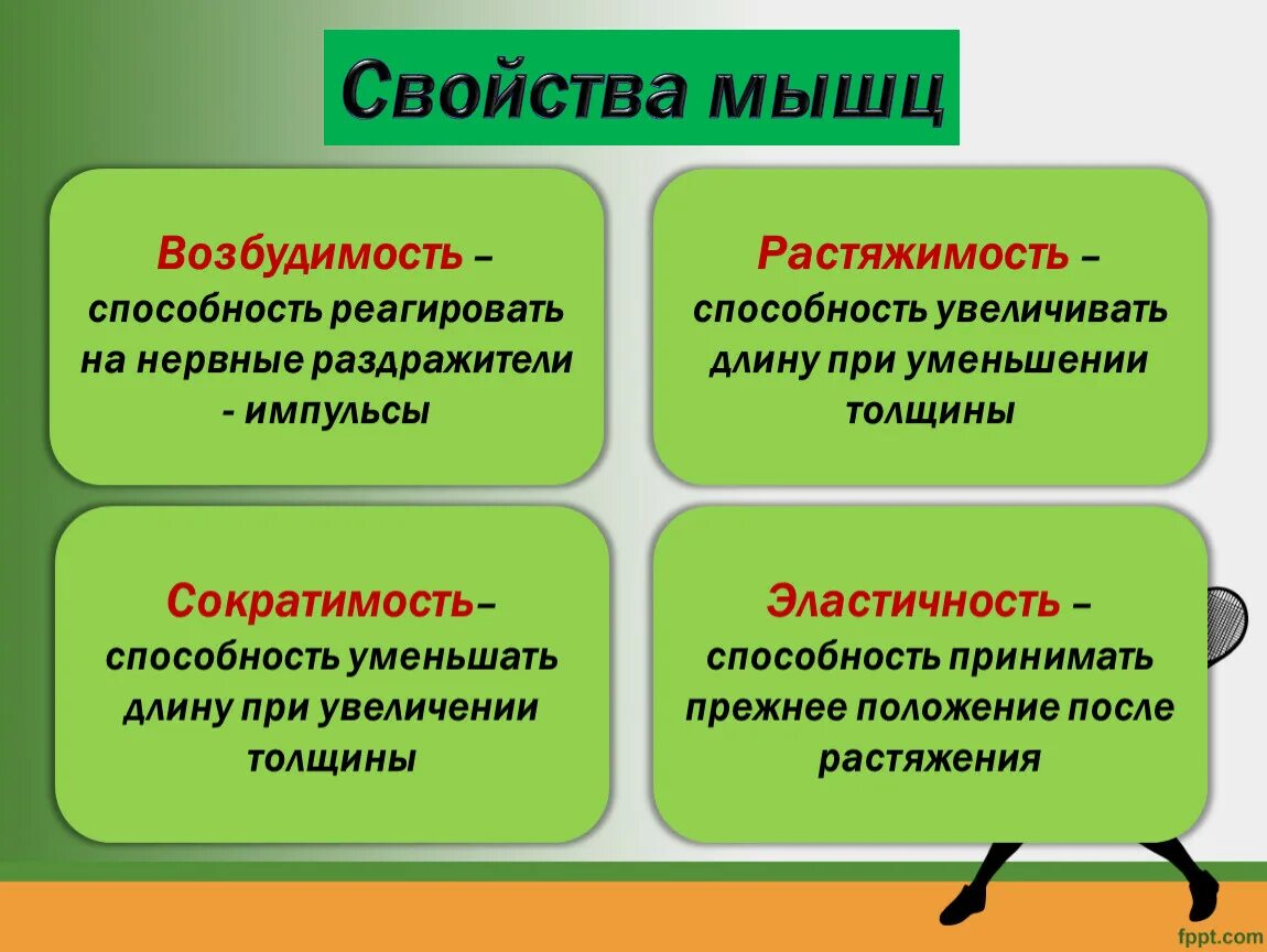 Свойства мышц. Свойства мышц возбудимость Растяжимость сократимость эластичность. Свойства мышц 8 класс. Свойства мышц 8 класс биология.