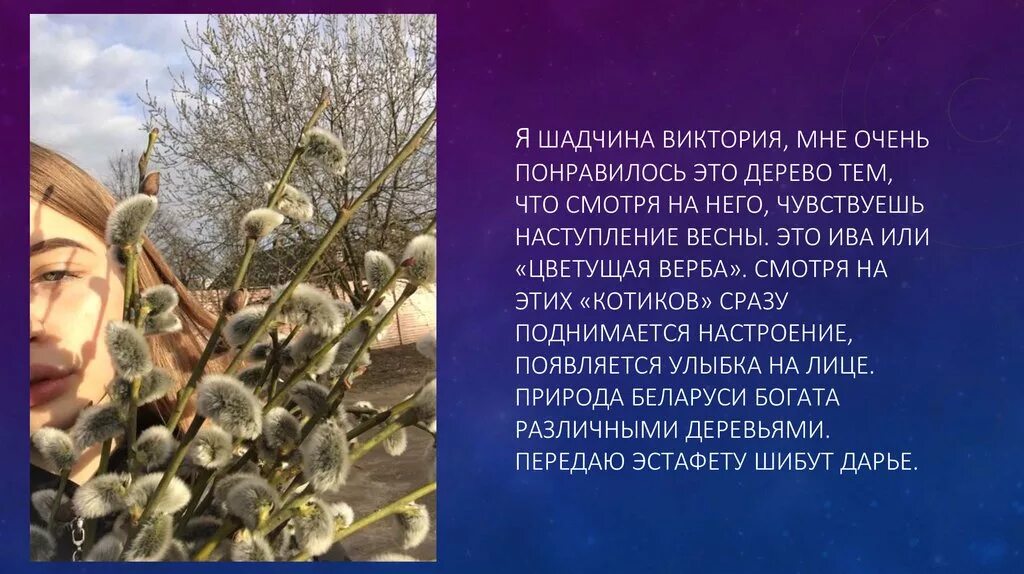 Предложение о цветущей вербе. Предложение про цветущую вербу. Верба дерево описание. Дерево Верба фото и описание. Верба характеристика дерева.