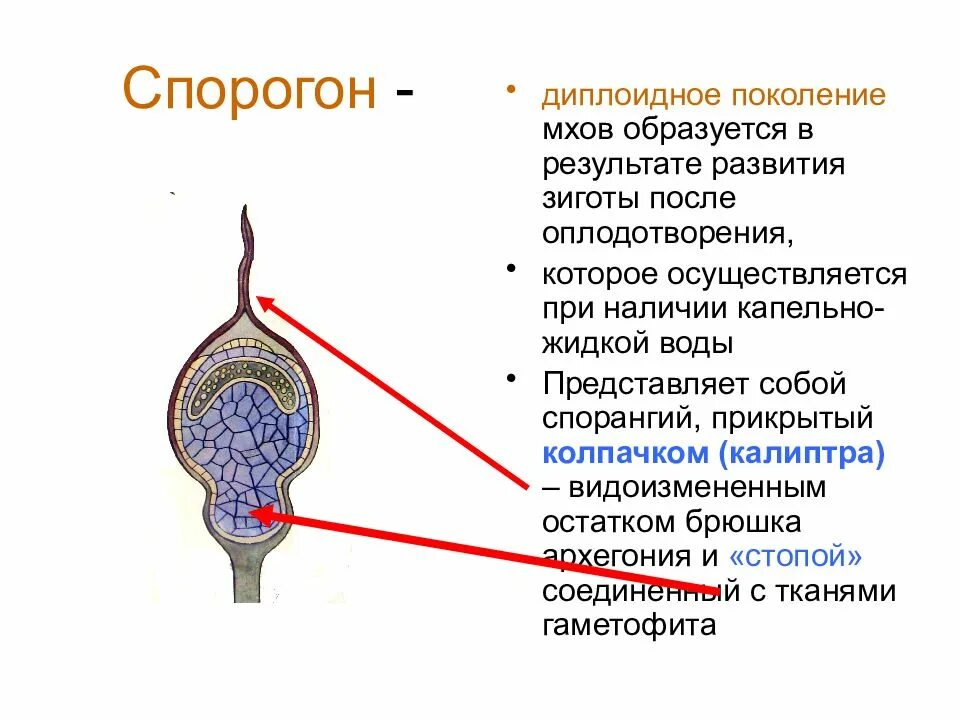 Клетки спорогона образуются из