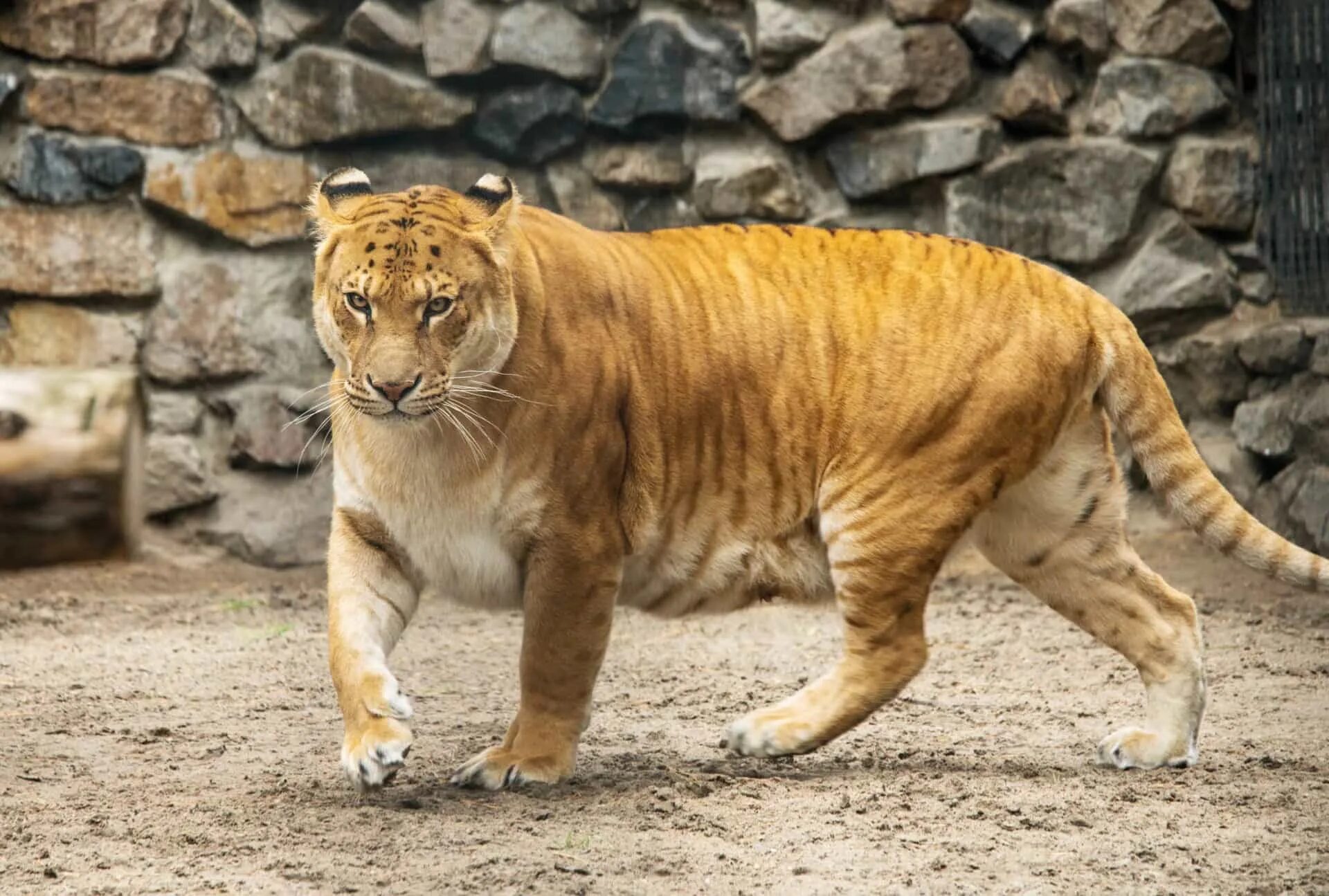 Liger uzbek tilida. Лигр гибрид Льва и тигра. Лигр Геркулес. Геркулес Лигр тигролев Лигр. Лигры смесь тигра и Льва.