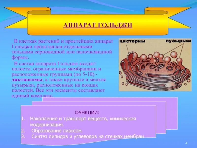 Состоит из мембранных мешочков цистерн и пузырьков