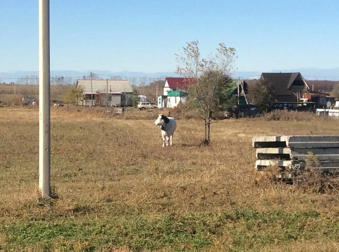 погода волково благовещенский