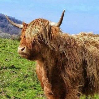 Long cow