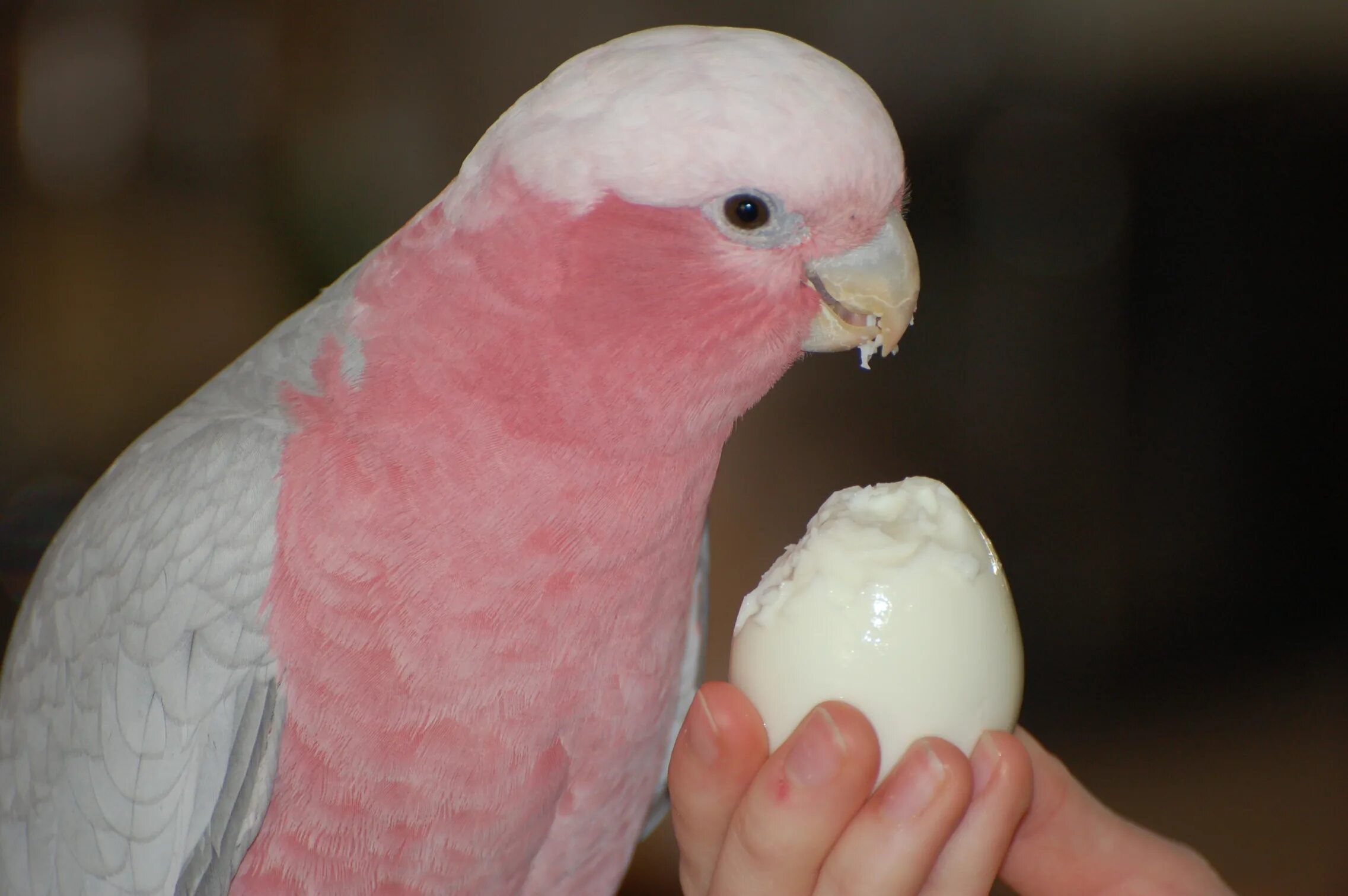 Можно ли попугаям яйцо. Яйца попугая. Яйца волнистых попугаев. Попугайские яйца. Волнистый попугай.