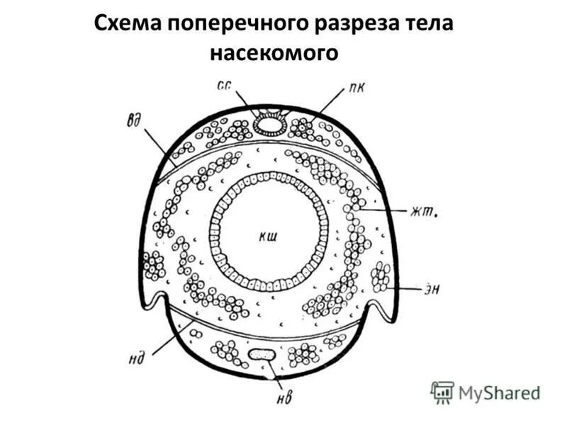 вторичная полость тела у членистоногих. полость тела насекомых заполнена воздухом жидкостью. полости тела. полость тела насекомых заполнена воздухом жидкостью. круглые черви полость тела.