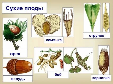 Зародыш не содержит