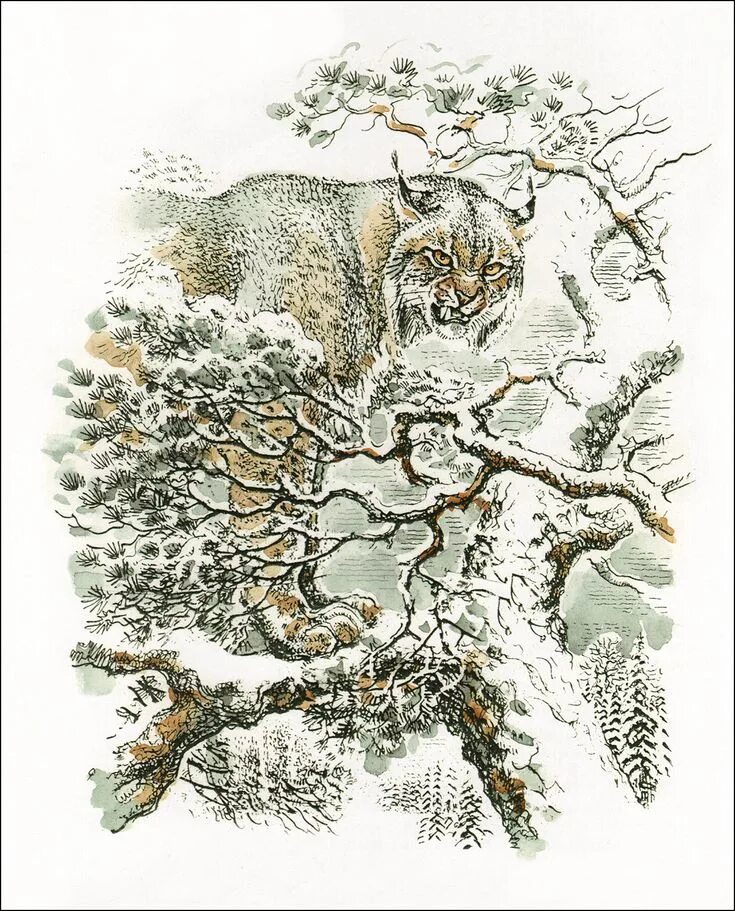 Горбатов графика. Горбатов художник анималист.