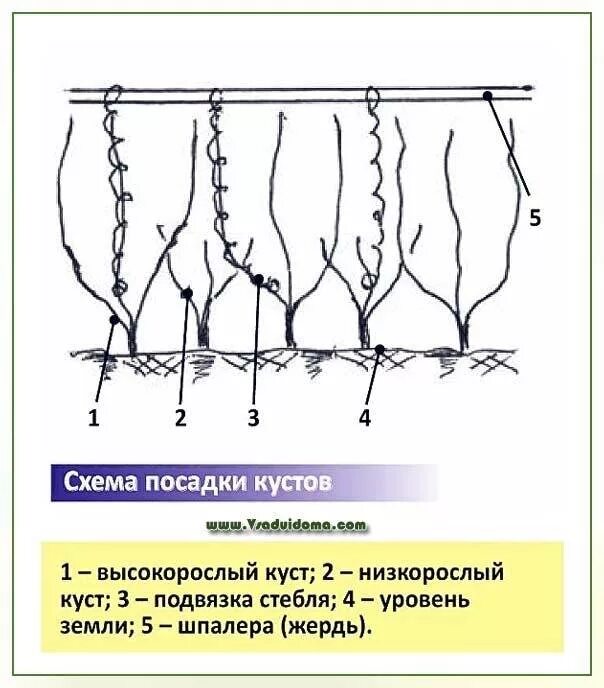 Сколько кустов томатов можно посадить. Схема высадки помидор высокорослых в теплице. Схема посадки помидор в теплице 2м. Схема посадки томатов в теплице 3 на 6. Схема посадки высокорослых помидор.