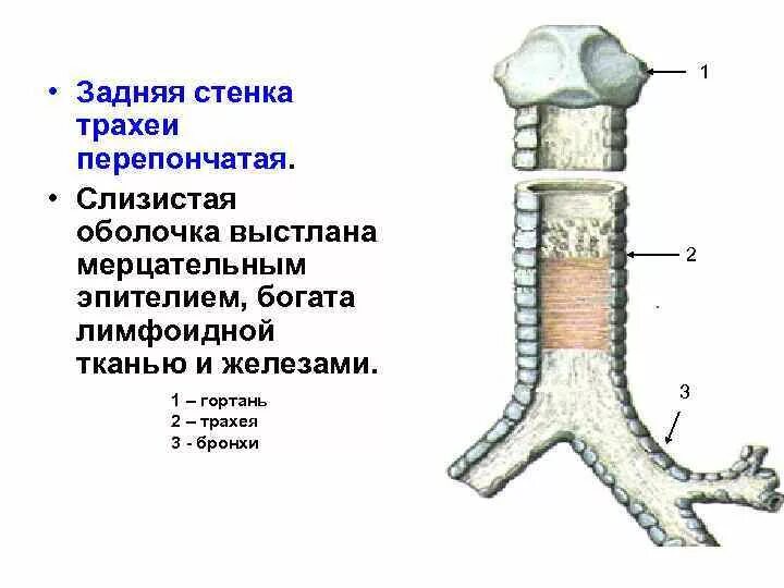 Эпителий выстилающий трахею. Эпителий выстилающий трахею