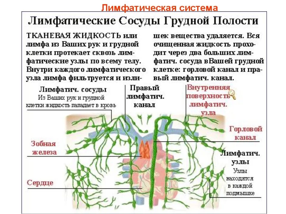 Лимфатические сосуды в организме. Лимфатическая система, функции, строение лимфатического сосуда.. Лимфатическая система грудной клетки лимфоузлы. Лимфатическая система сосуды органы. Лимфатические узлы и сосуды схема.