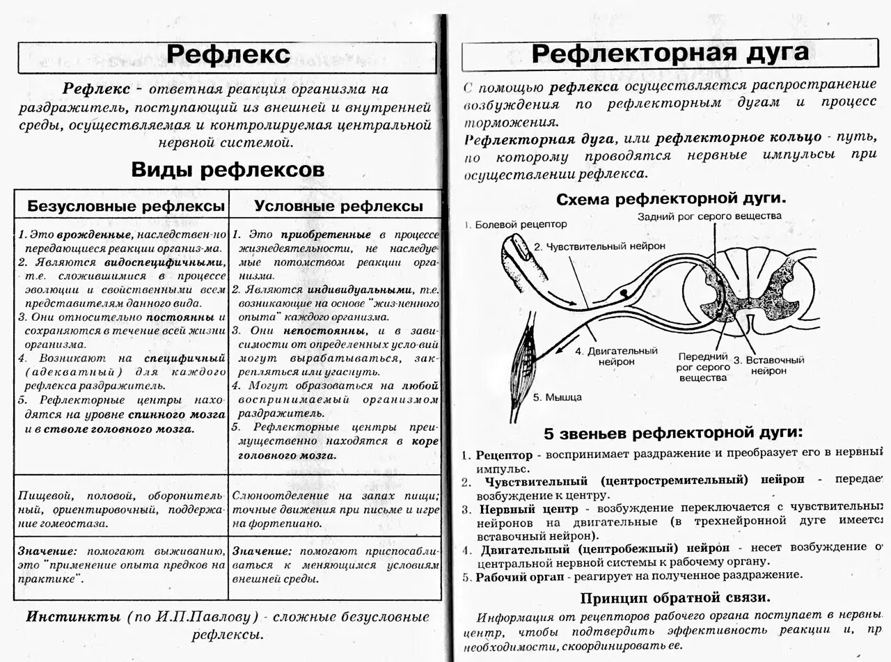 Рефлекторная дуга ЕГЭ схема. Строение рефлекторной дуги ОГЭ. Строение рефлекторной дуги ЕГЭ биология. Схема рефлекторной дуги ЕГЭ биология.