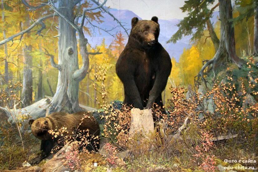 День медведя. День медведя в России. Медведь на праздник. 13 Декабря день медведя в России. День медведя сценарии
