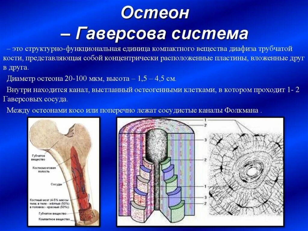 Структурная единица кости. Остеон гаверсова система. . Гаверсова система. Гаверсовы каналы.. Гаверсова система кости. Строение кости гаверсова система.