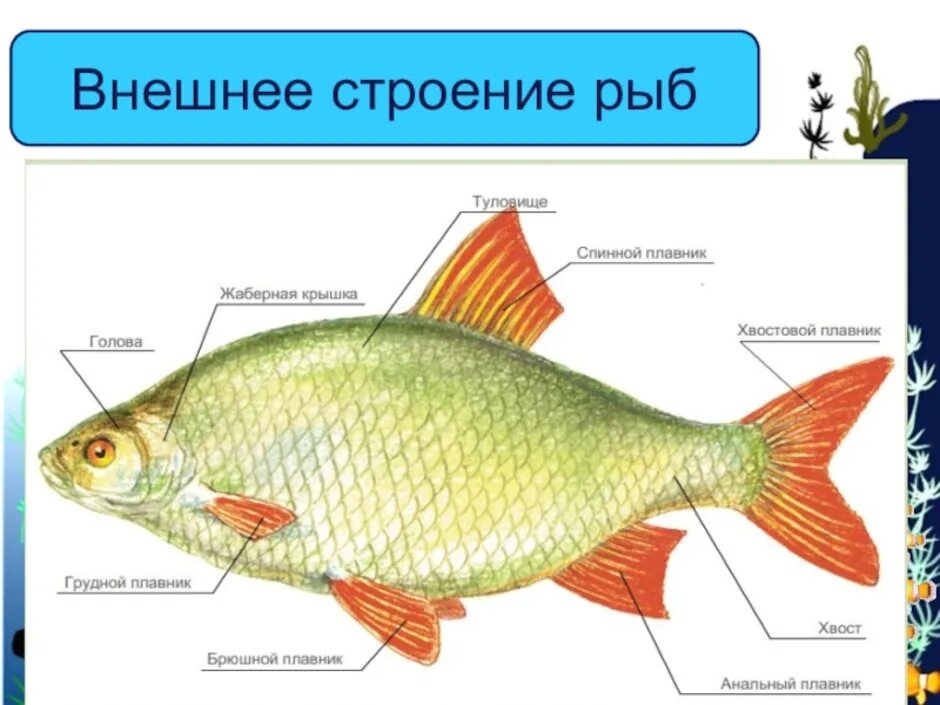 Внешнее строение рыбы 7 класс кратко. Внешнее строение костных рыб 7 класс биология. схема внешнего строения рыбы биология 7 класс. внешнее строение карпообразных рыб. строение рыбы 7 класс биология.