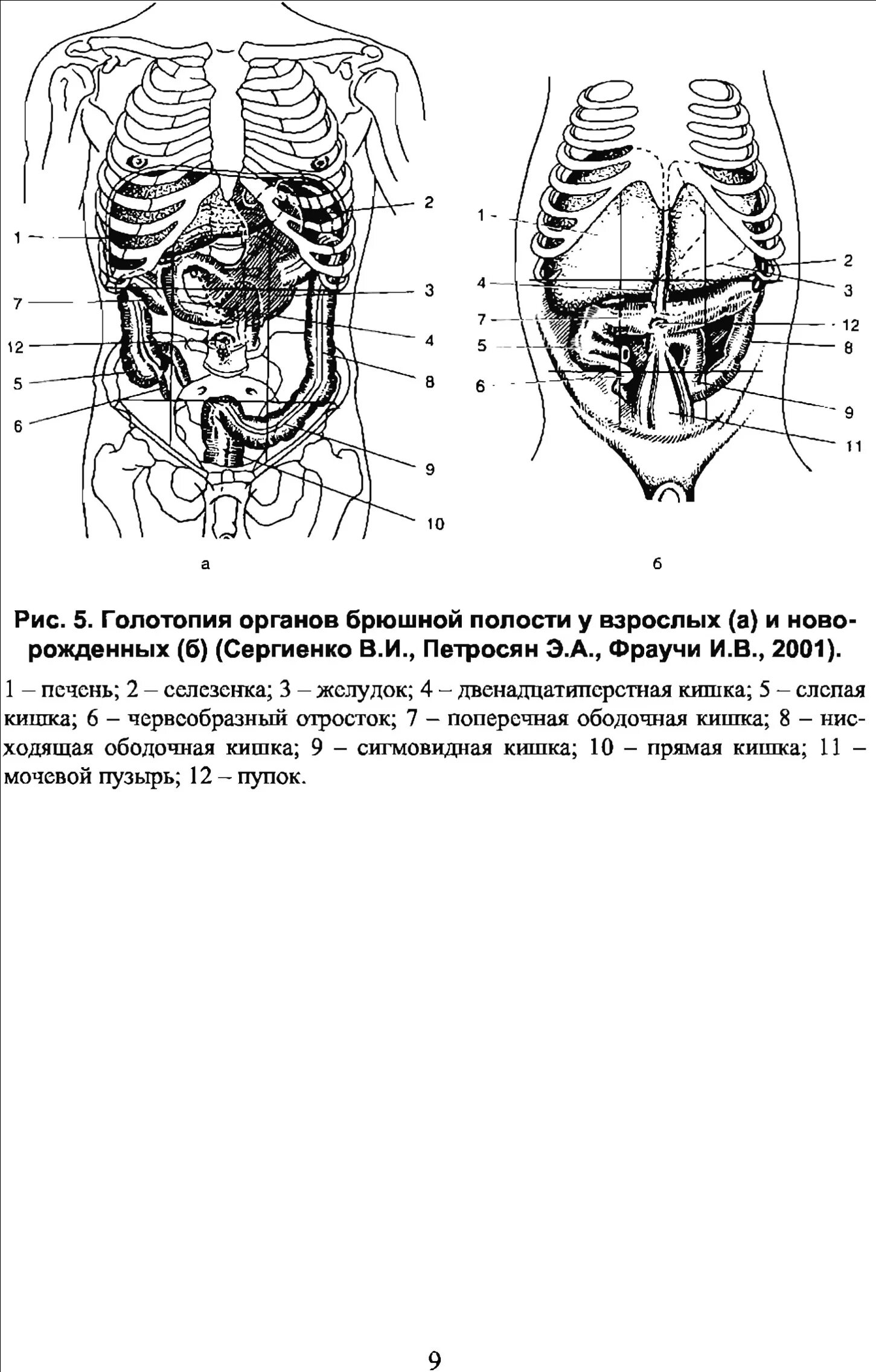 Какие органы в брюшной полости человека. Топография органов брюшной полости проекция. Схема органов брюшной полости у человека анатомия. Анатомия органов брюшной полости человека схема расположения. Схема расположения органов брюшной полости вид сбоку.