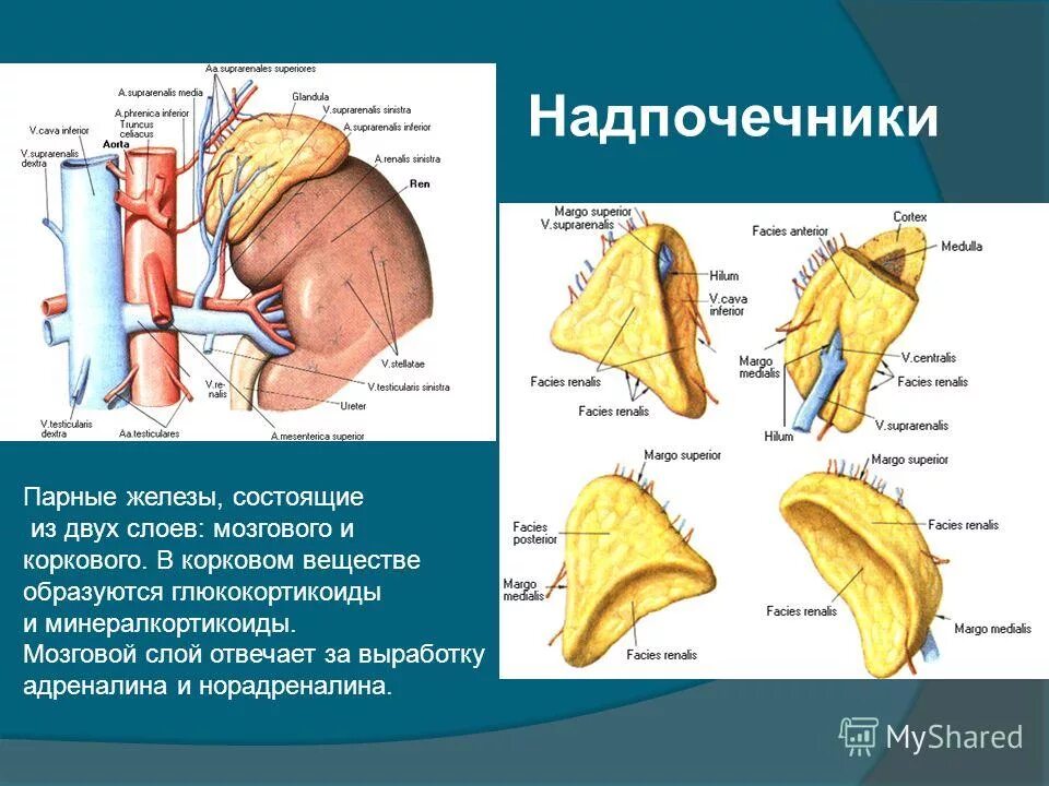 Участвует в выработке адреналина железа