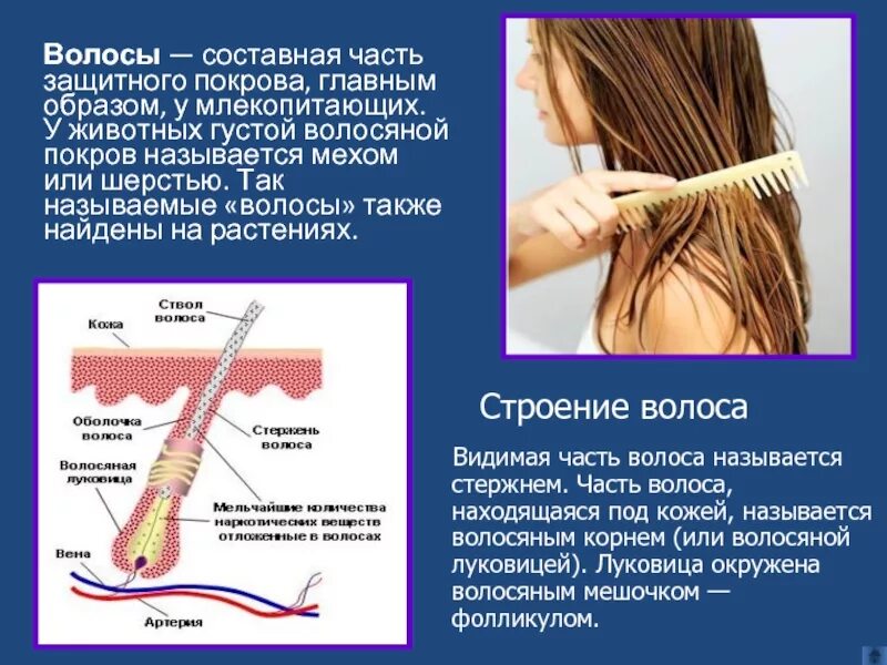 Однороден ли волосяной покров на теле млекопитающего. Составные части волоса. Волосяной Покров строение волоса. Строение волоса человека.