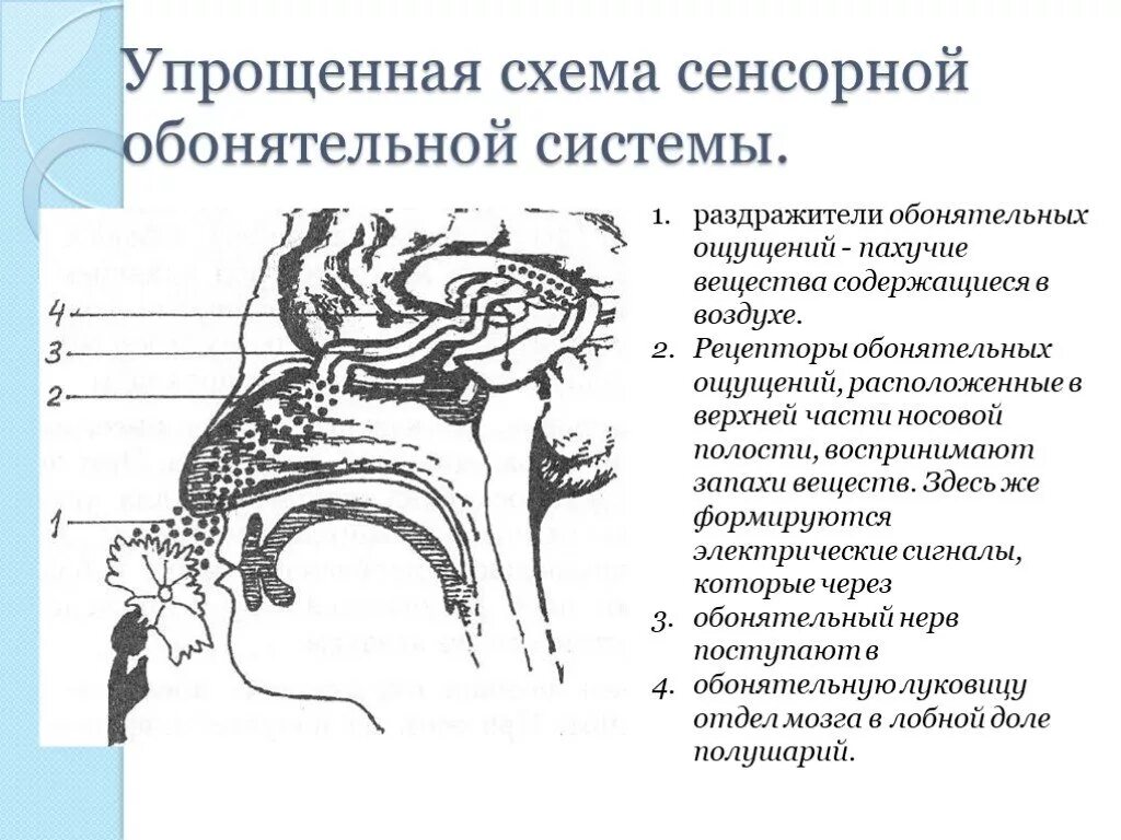 Обонятельная. Схема периферического отдела обонятельного анализатора. Обонятельная сенсорная система строение. Центральный отдел обонятельного анализатора схема. Периферический отдел обонятельной сенсорной системы.