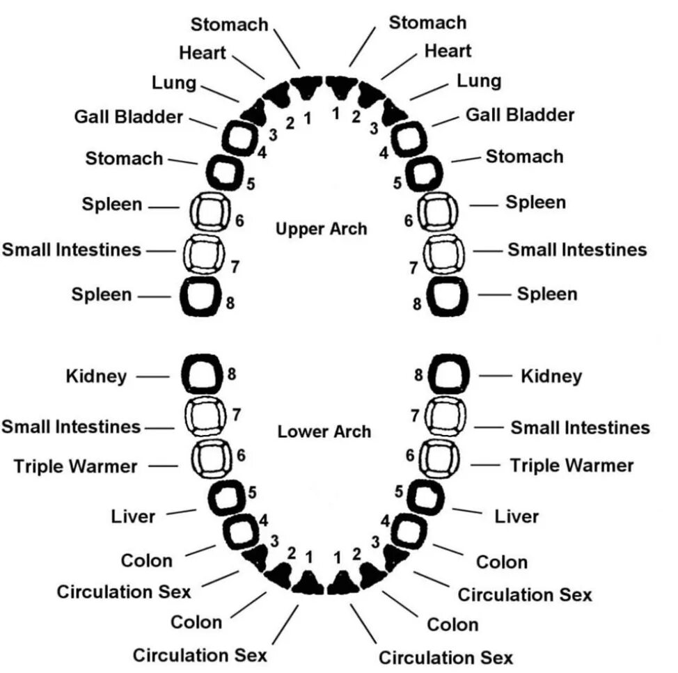 Связь зубов с органами. Глазной зуб. Взаимосвязь зубов и органов тела. Зубы человека схема.