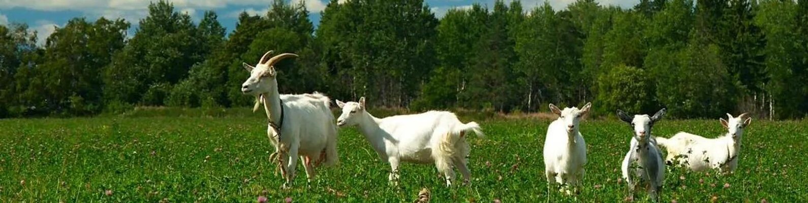 Обои Животные Козы, обои для рабочего стола, фотографии животные, козы Обои для 