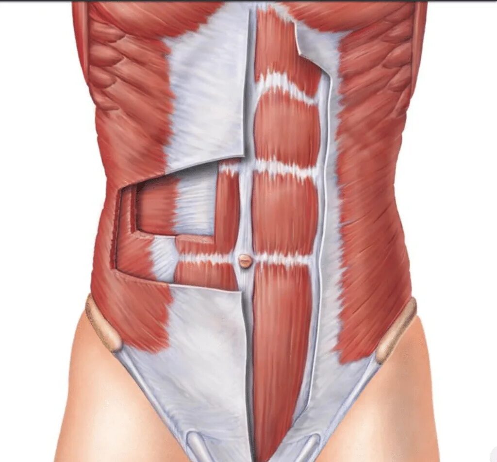 Прямые мышцы живота у мужчин. Апоневроз наружной мышцы живота. Прямая мышца живота анатомия. Апоневроз косых мышц живота. Пирамидальная мышца живота анатомия.