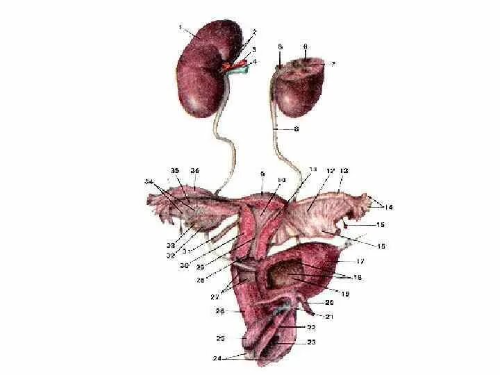 Мужские половые яичники. Мочеполовая система женщины мочеточники. Строение мочеполовой системы анатомия. Схема мочеполовой системы у женщин. Мочевая и половая система строение.