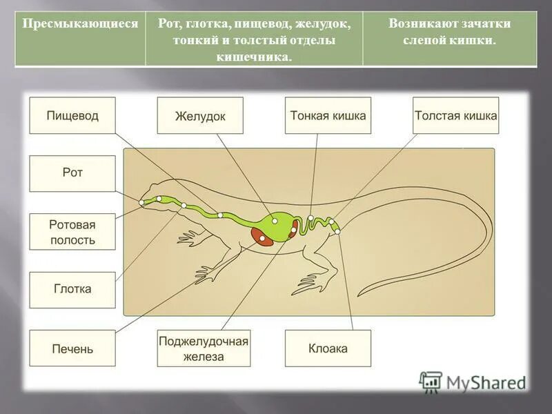 Смешанная кровь у рептилий. Толстая кишка пресмыкающихся. Слепая кишка у пресмыкающихся.