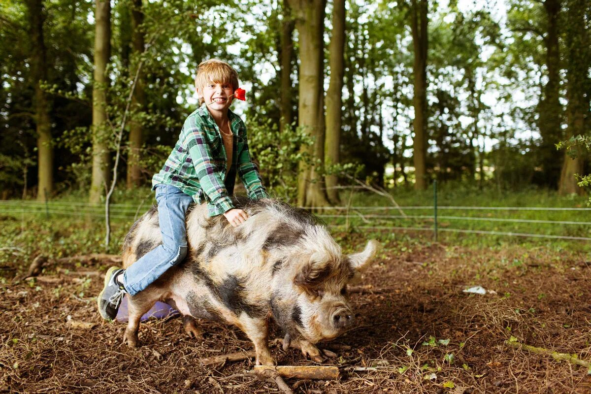 Pig riding. Фильм россия про ребят,которые поехали в деревню мини пиг. picking on picking at pigging out pigging at.