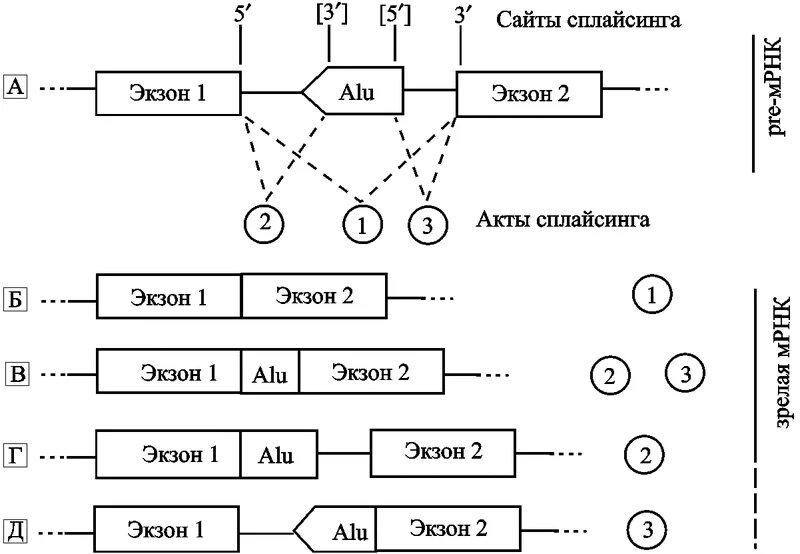 Сайты сплайсинга. Схема строения транспозона. Экзон Гена app у homo sapiens.