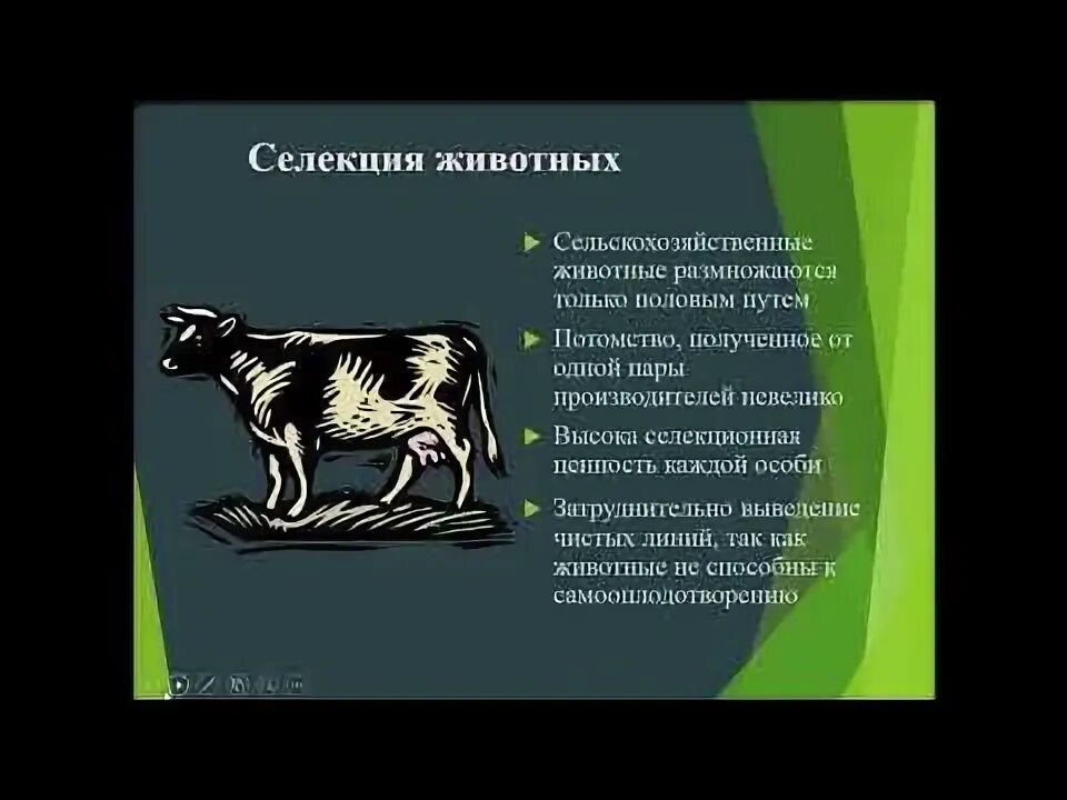 Селекция животных. Селекция коров. Генетика селекция животных. Селекция животных 9 класс.