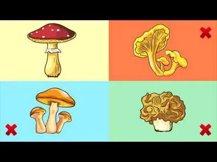 Грибы для детей видео развивающее
