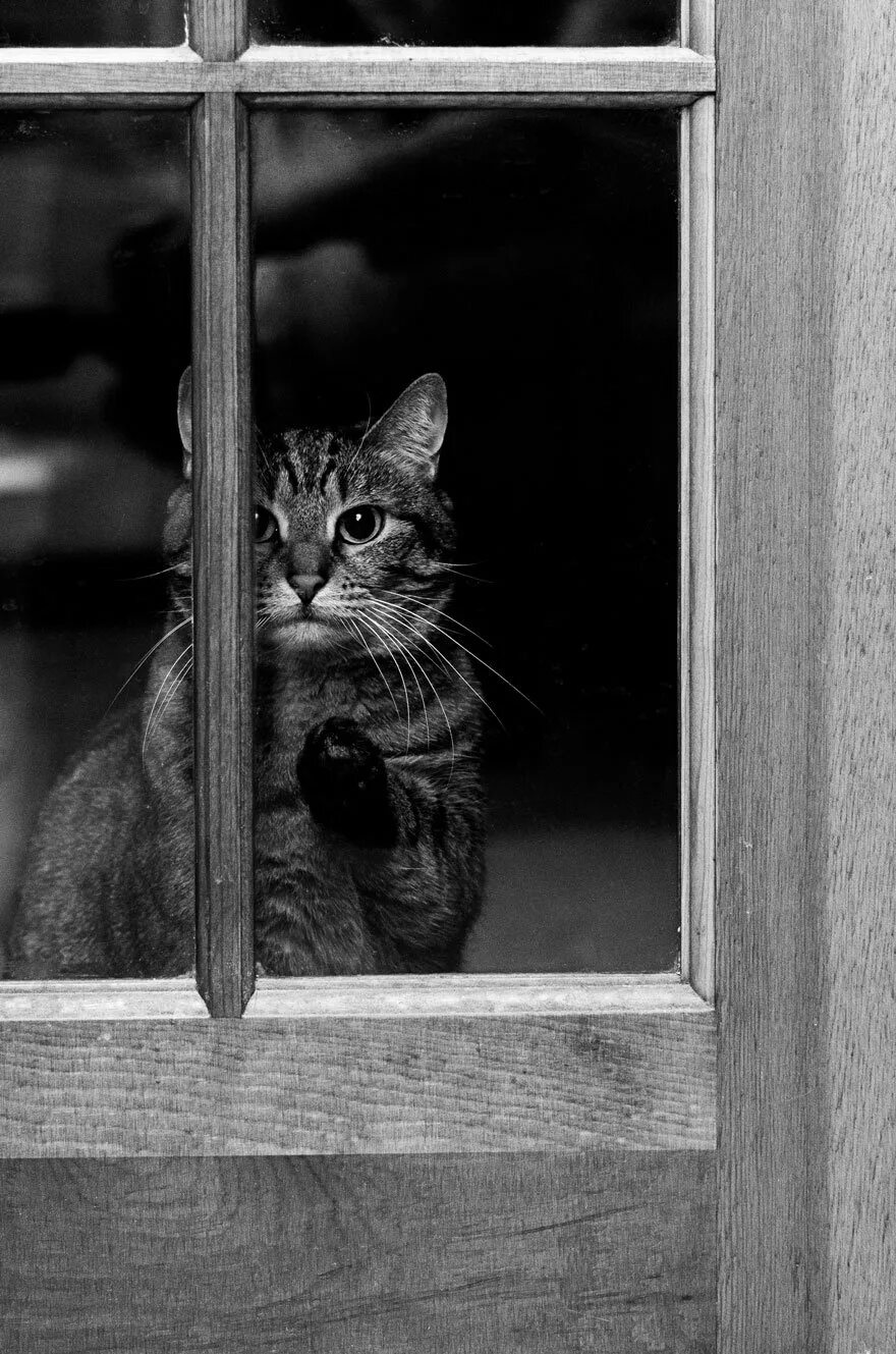 Грусть кота. Одинокий кот. Кот ждет. Грустная кошка. Кошки на окошке.