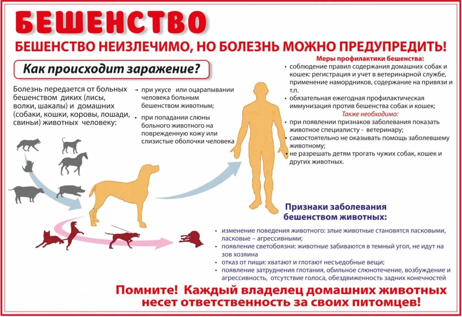 Если съесть собаку не заболеть туберкулезом. Памятка бешенства симптомы. Меры профилактики бешенства у людей. Профилактика бешенства памятка. Профилактика бешенства у животных.