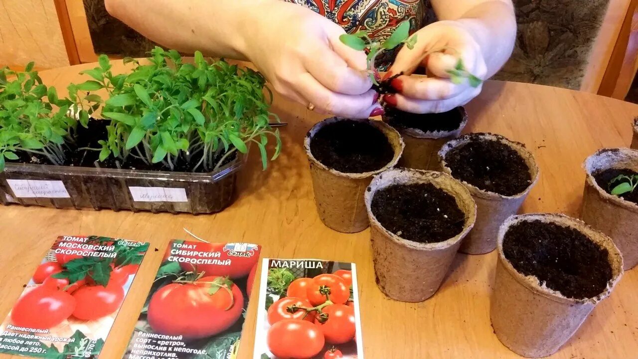 Посев семян томатов и перца на рассаду. Пикировка амаранта. Высаживание рассады томатов. Семена для рассады. Рассада помидор в стаканчиках.