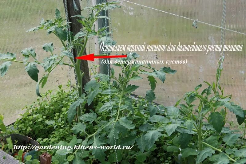 Формирование кустов помидор в теплице. Детерминантный сорт томатов пасынкование. формировка детерминантных томатов. формирование томатов в теплице. формирование помидор в два стебля.