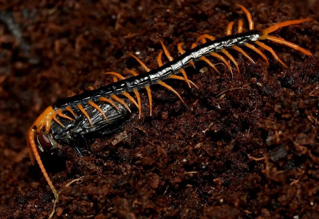 Сороконожка слушать. Сороконожка слушать. Сколопендра игрушка. Жук сколопендра. Скутигера-мухоловка.