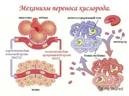 Транспорт кислорода гемоглобином