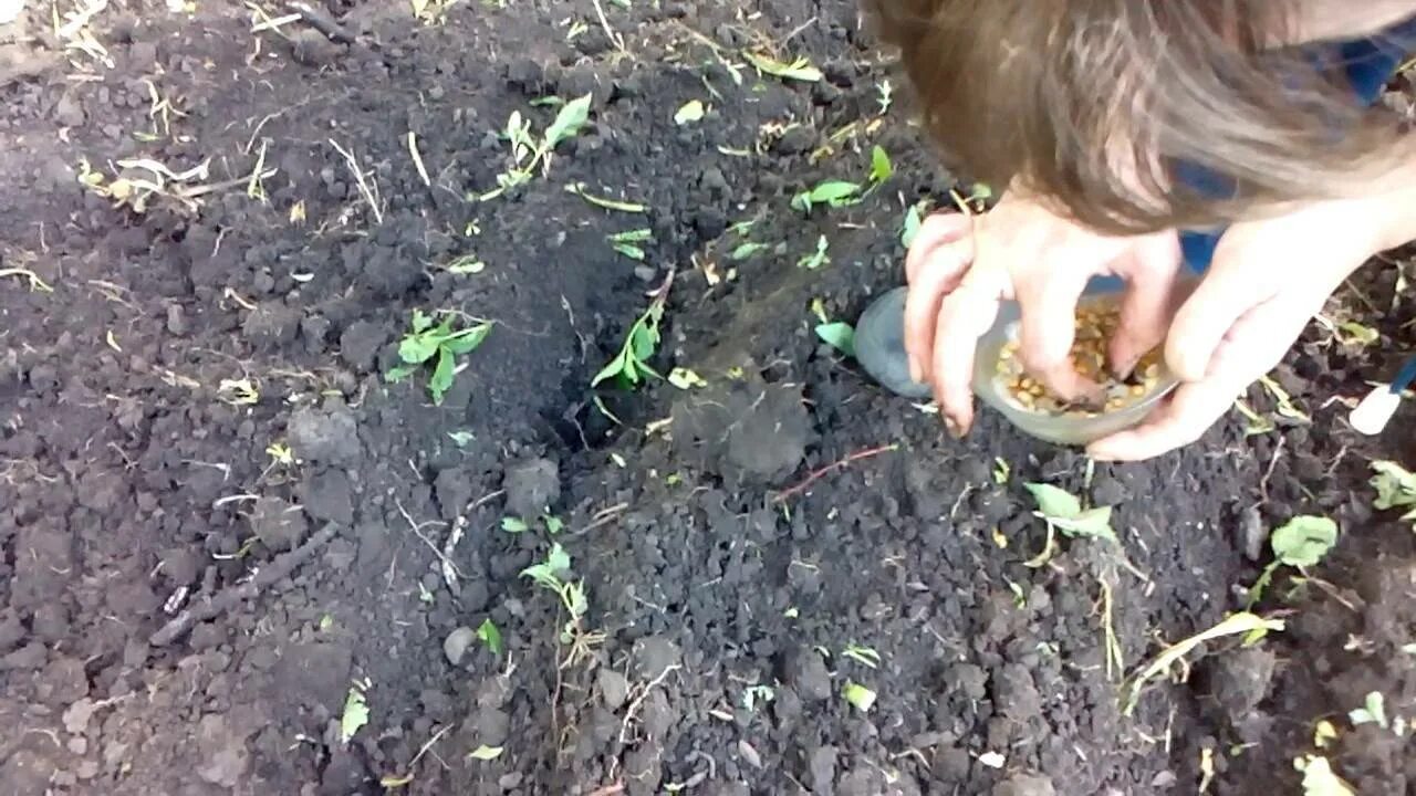 Через сколько всходит кукуруза. Всходы кукурузы после посева. посадка кукурузы в открытый грунт семенами весной. как всходит кукуруза после посева. посадка кукурузы в открытый грунт рассадой на урале.
