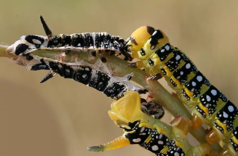Личинки бабочек червеобразные. Личинки бабочек червеобразные. Питание личинки бабочки. Питание личинки бабочки. Бражник липовый гусеница.