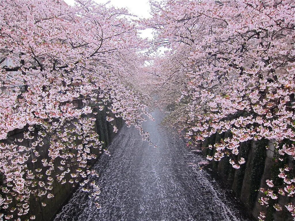 Сакура тайхаку. Черри блоссом май. Сакура дождь. Парк киото япония дождь. Сакура тайхаку.