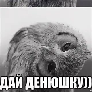 Любимый дай